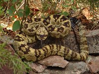 Blacktailed Rattlesnake